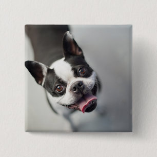 Getty Afbeeldingen Franse Bulldog Vierkante Button 5,1 Cm