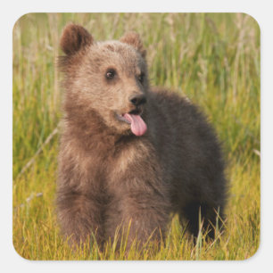 Getty Afbeeldingen Funny Baby Beer Vierkante Sticker