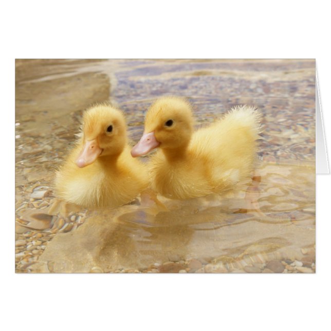 Getty Afbeeldingen | Fuzzy Yellow Ducklings (Voorkant Horizontaal)