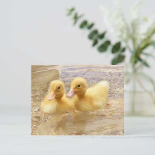 Getty Afbeeldingen | Fuzzy Yellow Ducklings Briefkaart (Staand voorkant)