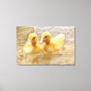 Getty Afbeeldingen   Fuzzy Yellow Ducklings Canvas Afdruk