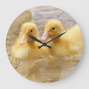 Getty Afbeeldingen   Fuzzy Yellow Ducklings Grote Klok