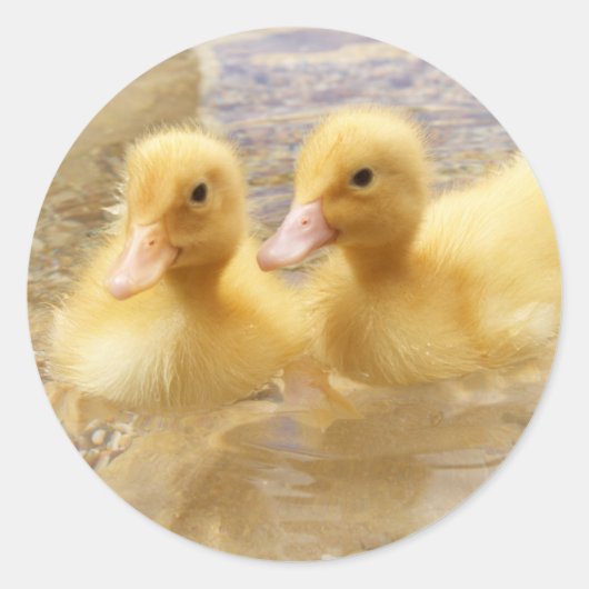 Getty Afbeeldingen | Fuzzy Yellow Ducklings Ronde Sticker (Voorkant)