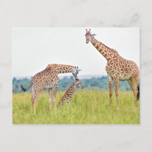 Getty Afbeeldingen   GIRAFFE Briefkaart