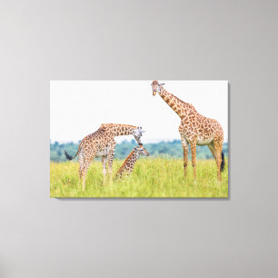 Getty Afbeeldingen   Giraffe Canvas Afdruk