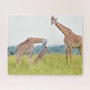 Getty Afbeeldingen   Giraffe Legpuzzel