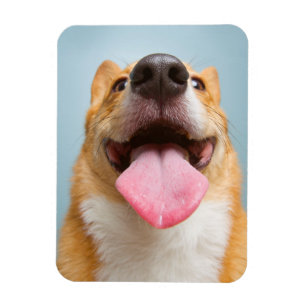 Getty Afbeeldingen Heel Happy Corgi Magneet