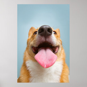 Getty Afbeeldingen   Heel Happy Corgi Poster