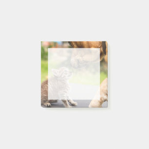 Getty Afbeeldingen Hond en kat in liefde Post-it® Notes
