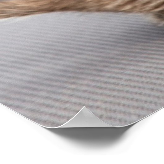 Getty Afbeeldingen | Hond en kat in liefde Poster (Hoek)