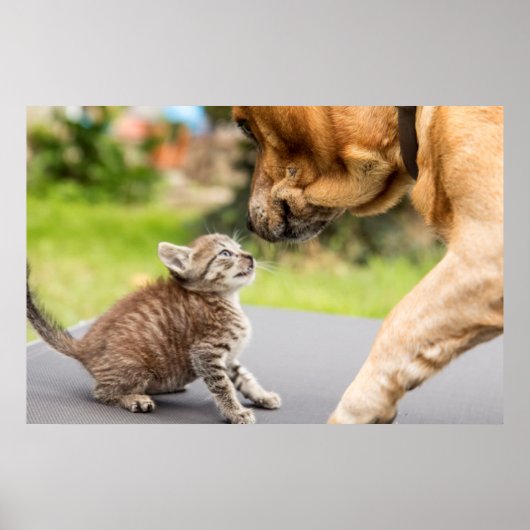 Getty Afbeeldingen | Hond en kat in liefde Poster (Voorkant)
