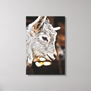 Getty Afbeeldingen Kleine geit Canvas Afdruk
