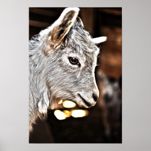 Getty Afbeeldingen   Kleine geit Poster
