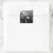 Getty Afbeeldingen | Melkpaarden Vierkante Sticker (Tas)