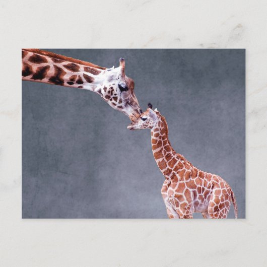 Getty Afbeeldingen | Moeder en Baby Giraffe Briefkaart (Voorkant)