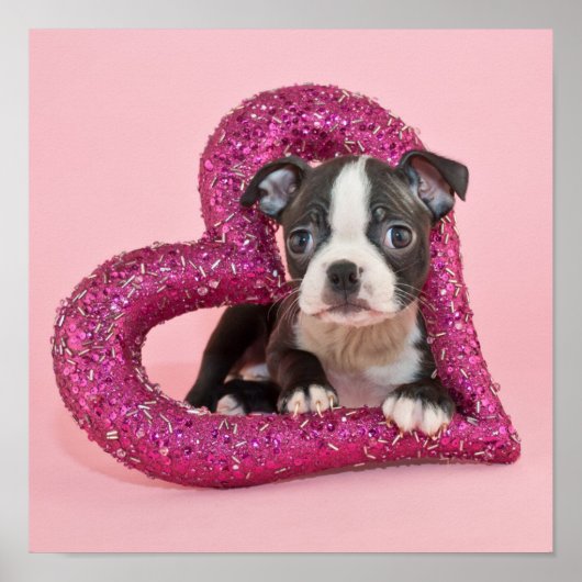 Getty Afbeeldingen | Puppy Love Poster (Voorkant)