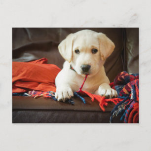 Getty Afbeeldingen   Puppy op een sofa Briefkaart