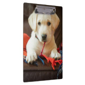 Getty Afbeeldingen | Puppy op een sofa Klembord (Rechts)