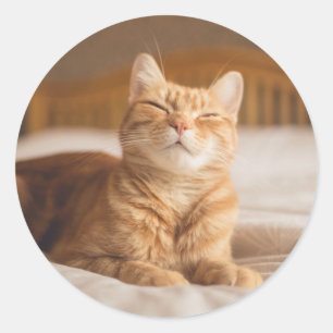 Getty Afbeeldingen Slaperige kat Ronde Sticker