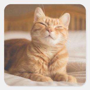 Getty Afbeeldingen Slaperige kat Vierkante Sticker