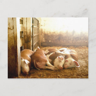 Getty Afbeeldingen   Sneeuwvarkens Briefkaart