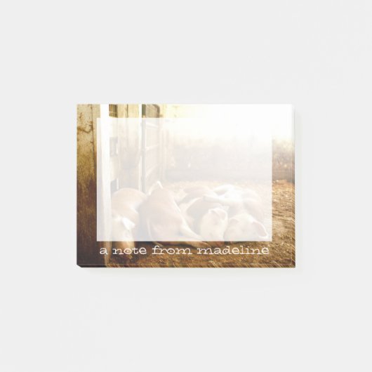 Getty Afbeeldingen | Sneeuwvarkens Post-it® Notes (Voorkant)