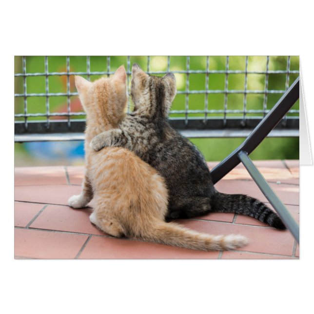 Getty Afbeeldingen | Twee Kittens op een balkon (Voorkant Horizontaal)