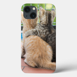 Getty Afbeeldingen Twee Kittens op een balkon iPhone 13 Hoesje