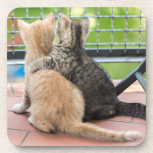 Getty Afbeeldingen Twee Kittens op een balkon Onderzetter