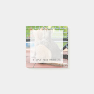Getty Afbeeldingen   Twee Kittens op een balkon Post-it® Notes