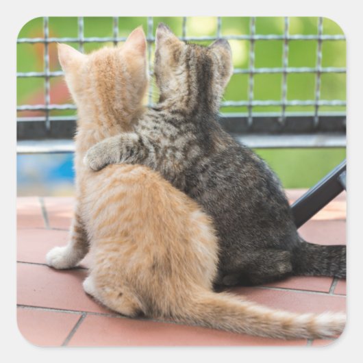 Getty Afbeeldingen | Twee Kittens op een balkon Vierkante Sticker (Voorkant)