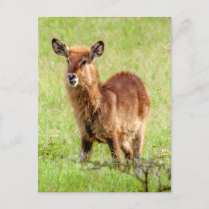 Getty Afbeeldingen   Young Brown Antelope Waterbuc Briefkaart