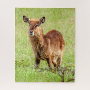 Getty Afbeeldingen   Young Brown Antelope Waterbuc Legpuzzel