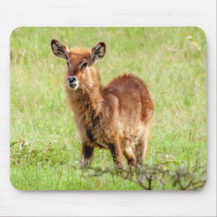 Getty Afbeeldingen Young Brown Antelope Waterbuc Muismat