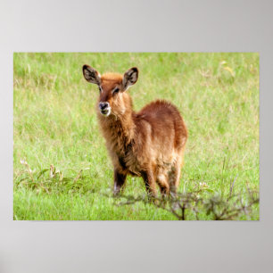 Getty Afbeeldingen   Young Brown Antelope Waterbuc Poster
