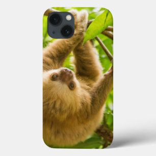 Getty Images Luiaard Ondersteboven iPhone 13 Hoesje