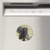 Getufte kapucijnaapmagneet magneet (Insitu (Vaatwasser))