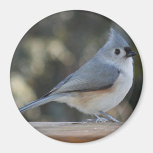 Getufte titmouse fotomagneet magneet