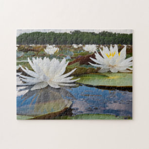 Geurende Waterlelie (Nymphaea Odorata) in Caddo Legpuzzel