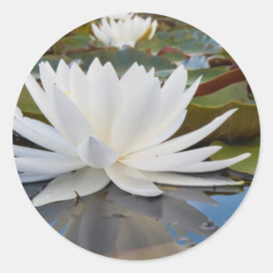 Geurende Waterlelie (Nymphaea Odorata) in Caddo Ronde Sticker