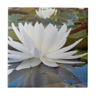 Geurende Waterlelie (Nymphaea Odorata) in Caddo Tegeltje