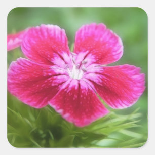 Geurige roze zoete William Blossom Vierkante Sticker