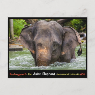 Gevaar: Alles over de Aziatische olifant - Briefkaart