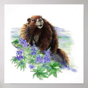 Gevaar op het eiland Vancouver Marmot Poster