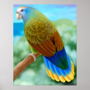 Gevaar voor het Poster St Vincent Parrot