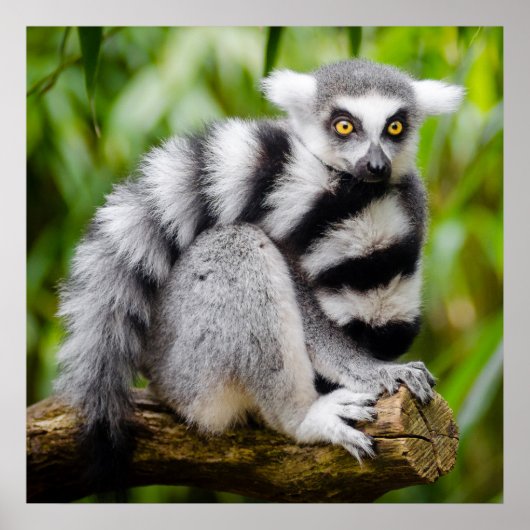 Gevaarlijke citroenmoer poster (Voorkant)