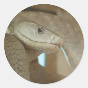 Gevaarlijke slang op de boom ronde sticker