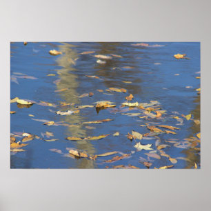 Gevallen bladeren in het Poster Water