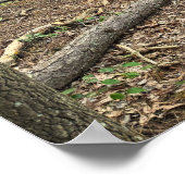 Gevallen bomen in het Poster (Hoek)