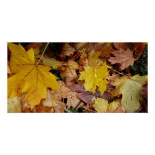 Gevallen esdoornbladeren geel herfst natuur perfect poster